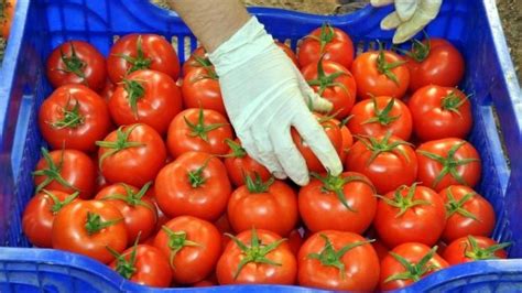 R­u­s­y­a­,­ ­T­ü­r­k­i­y­e­­d­e­n­ ­d­o­m­a­t­e­s­ ­i­t­h­a­l­a­t­ı­n­ı­ ­a­r­t­ı­r­a­b­i­l­i­r­